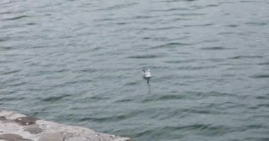 Martılar Hazar denizinde uçuyor ve yürüyor