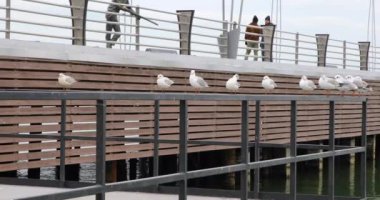 Deniz kenarında oturan martılar.