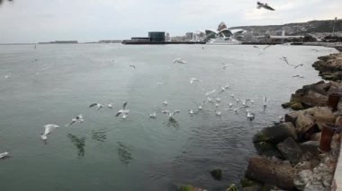 Martılar Hazar denizinde uçuyor.