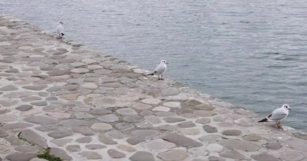 Oiseaux Volant Marchant Mer Caspienne — Video