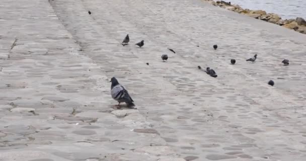 Pássaros Voando Caminhando Chão — Vídeo de Stock
