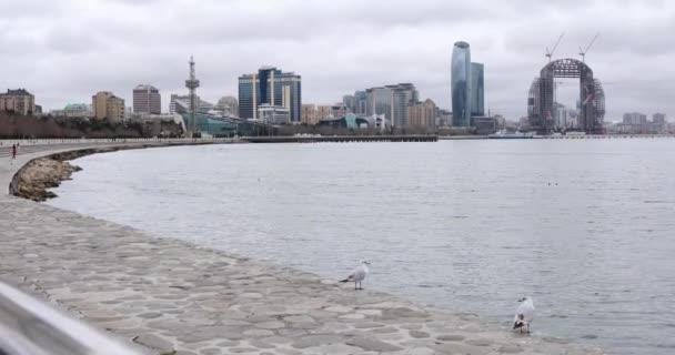 Mouettes Volant Marchant Mer Caspienne — Video