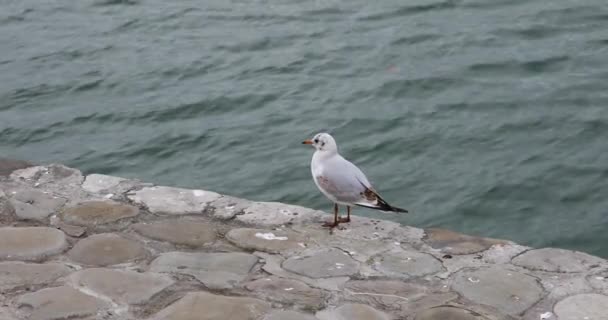 カモメが飛んでカスピ海を歩く — ストック動画