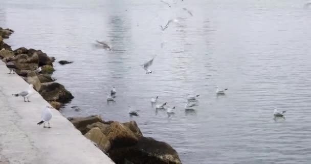 Gabbiani Che Volano Nel Mar Caspio — Video Stock