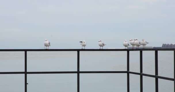 Mouettes Assises Bord Mer — Video