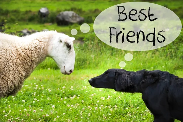 Perro se encuentra con ovejas, Texto mejores amigos — Foto de Stock