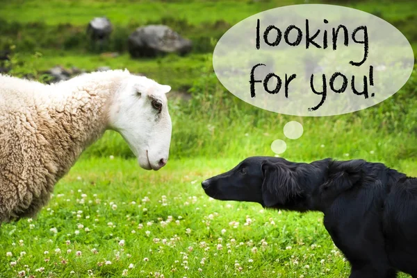 Dog Meets Sheep, Text Looking For You — Stock Photo, Image