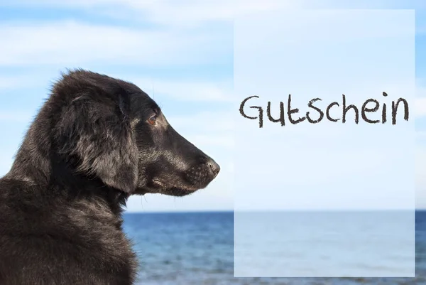 Cão no oceano, Gutschein significa voucher — Fotografia de Stock