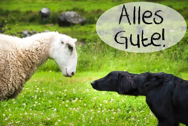 Dog Meets Sheep, Alles Gute significa melhores desejos — Fotografia de Stock