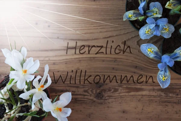 Zonnige Crocus en hyacint, Herzlich Willkommen middelen Welkom — Stockfoto