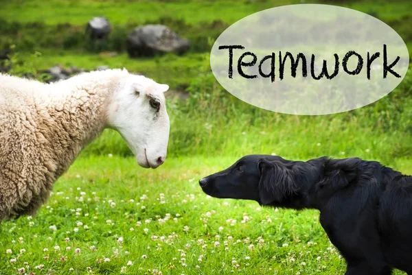 Dog Meets Sheep, Text Teamwork, Green Grass — Stock Photo, Image