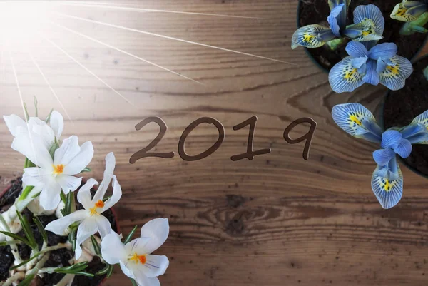Сонячний Крокус, Hyacinth, текст 2019, дерев'яні фон — стокове фото