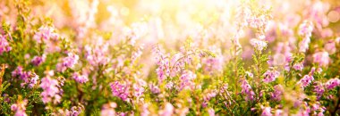 Erica Flower alan, yaz sezonu, Bokeh, tebrik kartı