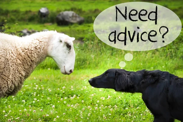 Köpek karşılamaktadır koyun, İngilizce metin tavsiyeye ihtiyaç — Stok fotoğraf