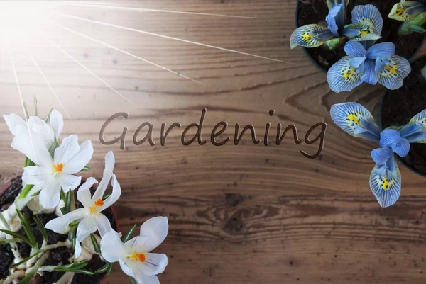 Sunny šafrán a Hyacinth, Text zahradnictví, dřevěné pozadí — Stock fotografie