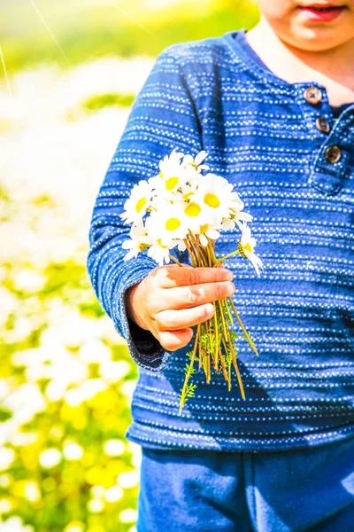 Copilul ține un buchet de Daisy Flower — Fotografie, imagine de stoc