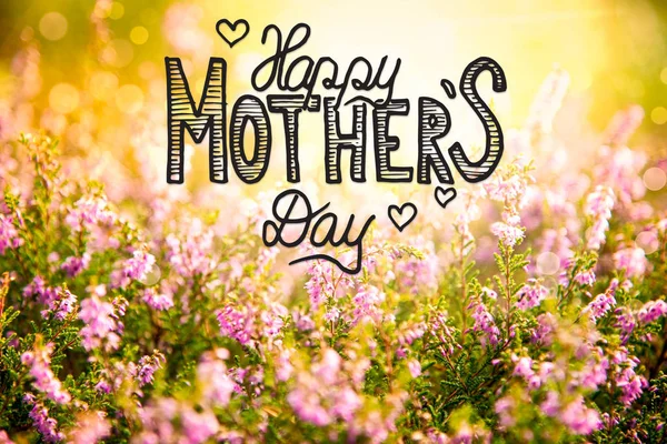Campo de flores de Erica soleado, Caligrafía Feliz Día de las Madres —  Fotos de Stock