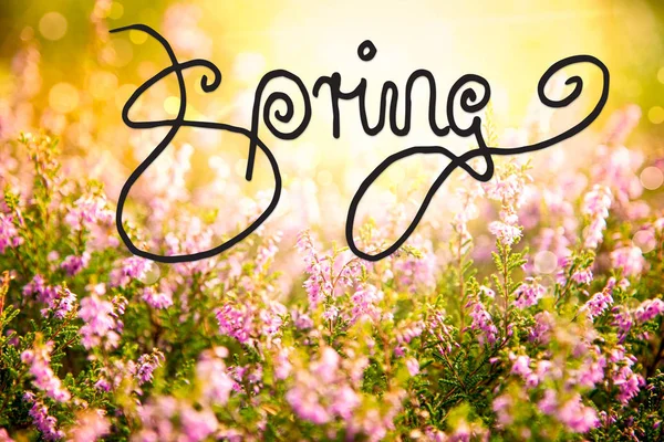 Soliga Erica blomma fältet, kalligrafi våren, Bokeh — Stockfoto
