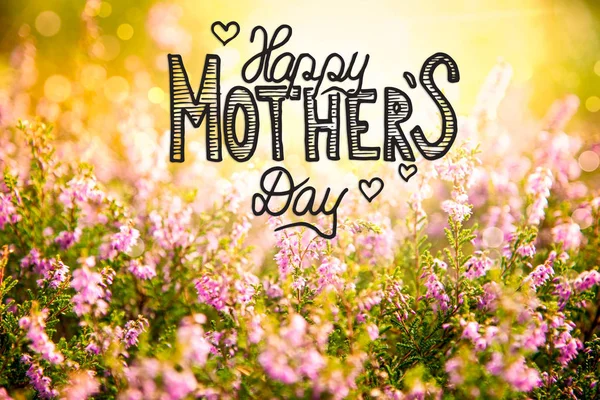 Campo de flores de Erica soleado, Caligrafía Feliz Día de las Madres —  Fotos de Stock