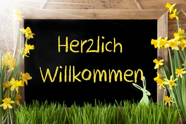 Zonnige Narcissus, paashaas, Herzlich Willkommen betekent Welkom — Stockfoto