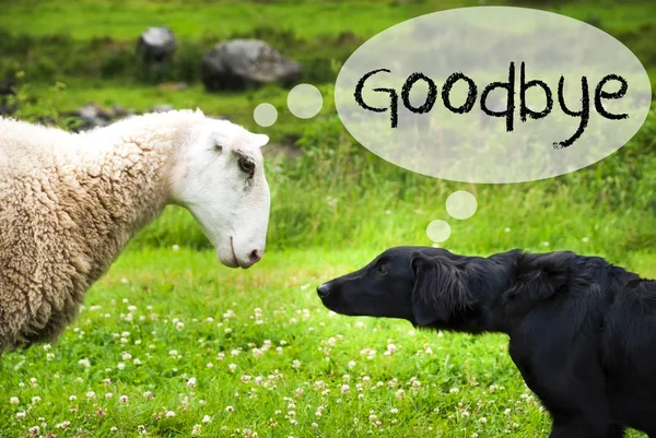 Pes se setkává s ovcemi, anglický text Sbohem, Norsko — Stock fotografie