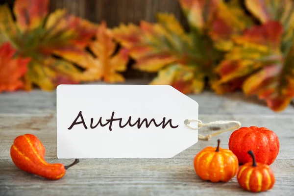 Label With Text Autumn, Pumpkin And Leaves — Stock Photo, Image