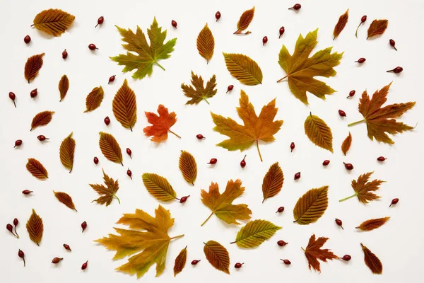 Rata Lay Of Many Various Colorful Autumn Leaf Texture. — Stok Foto