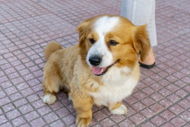 Sokakta sahibinin yanında tasmasız şirin kırmızı köpek yavrusu oturuyor. Yürüyen köpek, tatlım..