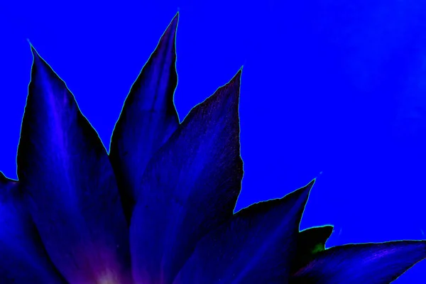 Abstracte Ultraviolette Lotusbloemblaadjes Blauwe Achtergrond Close Design Element Natuurlijke Bloemblaadjes — Stockfoto