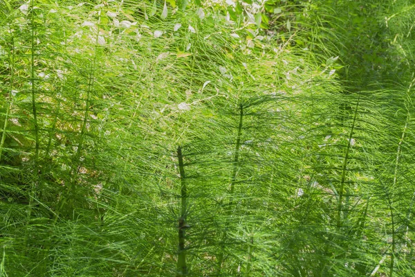 Zelené Přírodní Pozadí Rostlin Koňského Ocasu Nebo Equisetum Arvense Čerstvé — Stock fotografie