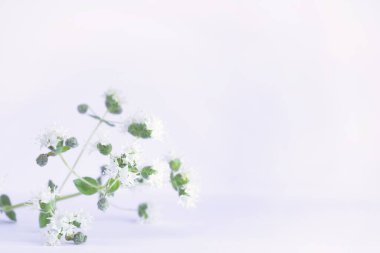 Sol köşesinde beyaz çiçekler olan çiçek açan küçük bir kekik dalı. Metnin için alanı kopyala. Bahar, çiçek arka planı. Poster, afiş. Doğal arkaplan.