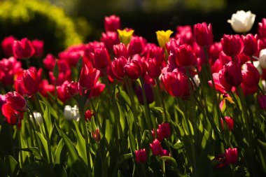 Gün batımında güzel Lale