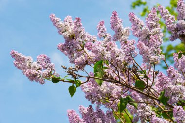 Leylak çiçeği mavi gökyüzü yemyeşil bir çalı