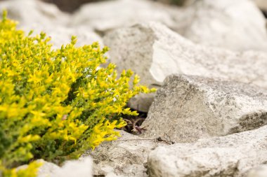 Kireçtaşı çim zemin üzerine sarı çiçek çiçeklenme