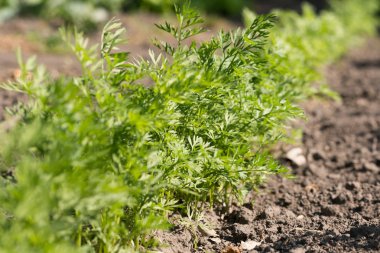 Güneşin bahçede yeşil genç havuç