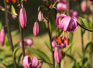 Lily martagon arka planda çim ve çiçek çiçek