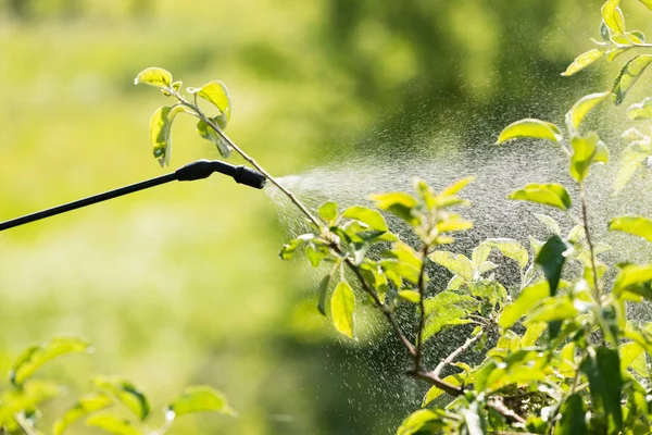 Spraying Fruit Tree Pests — Stock Photo, Image