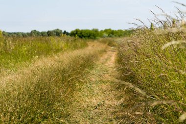 Arka plan gökyüzü ve ağaçlar üzerinde yüksek çayır çim alan yol