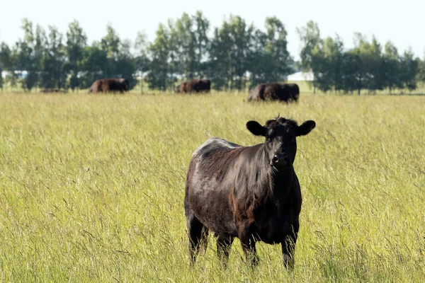 Manada Vacas Raza Angus Negro Aberdeen Angus Pastos Libres Prado —  Fotos de Stock