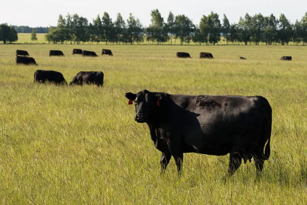 Yeşil çayır üzerinde ücretsiz mera üzerinde ineklerin Kara Angus doğurmak (Aberdeen Angus) sürü.