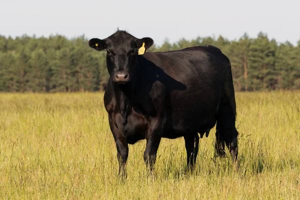 Yeşil çayır üzerinde ücretsiz mera üzerinde doğurmak Kara Angus (Aberdeen Angus) inek.