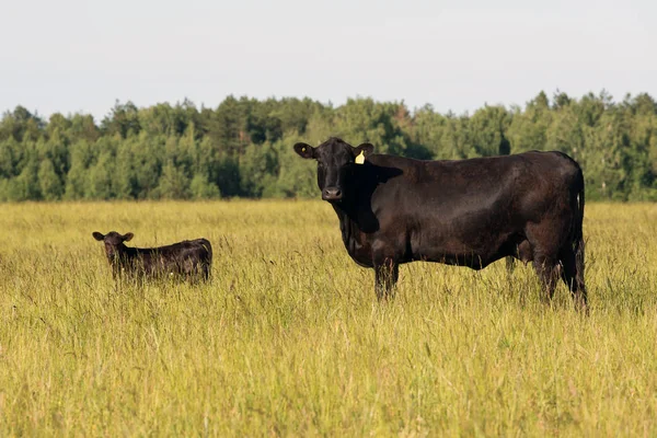 仔牛の緑の牧草地に無料の牧草地に牛の品種ブラック アンガス アバディーン アンガス — ストック写真