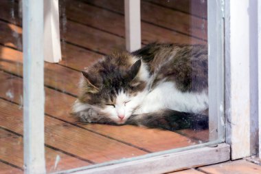 Eski bir cam kapının arkasında bir ahşap zemin üzerinde uyuyan güzel yemyeşil kedi.