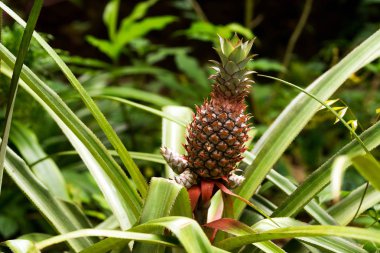 Doğal koşullarda büyüyen ananas baharat meyve