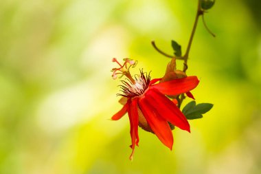 Işık yeşil bulanık arka plan üzerinde kırmızı tutku çiçek