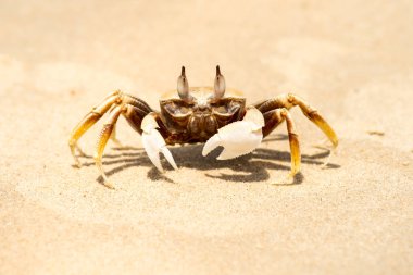 Deniz yengeç bir güneşli gün yakın çekim üzerinde sarı kum üzerinde