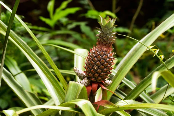 Doğal koşullarda büyüyen ananas baharat meyve