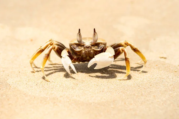 Deniz yengeç bir güneşli gün yakın çekim üzerinde sarı kum üzerinde