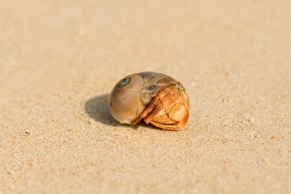 The hermit crab in the shell lies on the yellow sand on a Sunny day