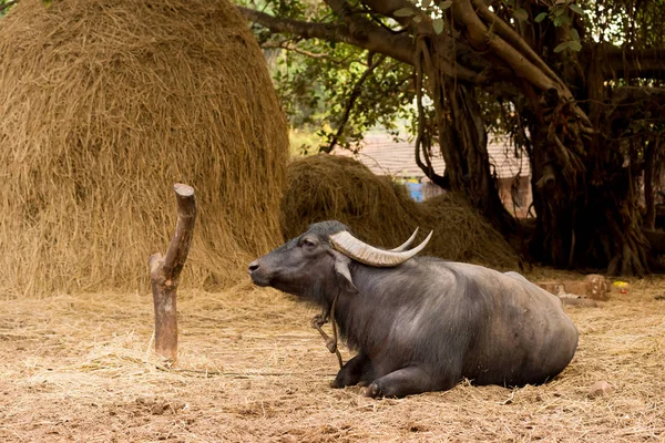 Indian cow lying on the background of a haystack